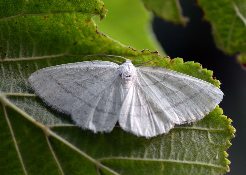 Geometridae da identificare